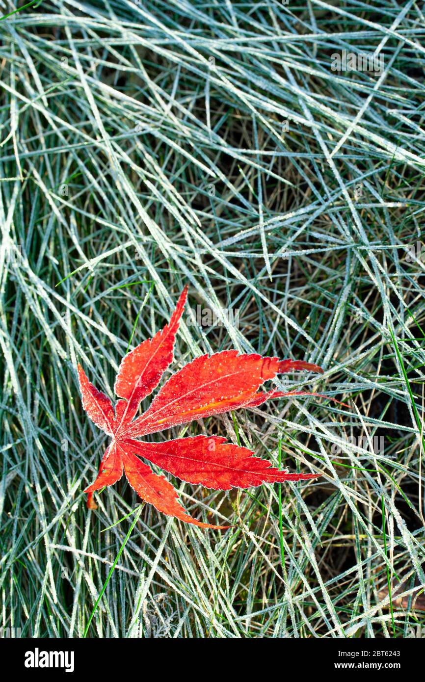Leaf in winter with frost Stock Photo
