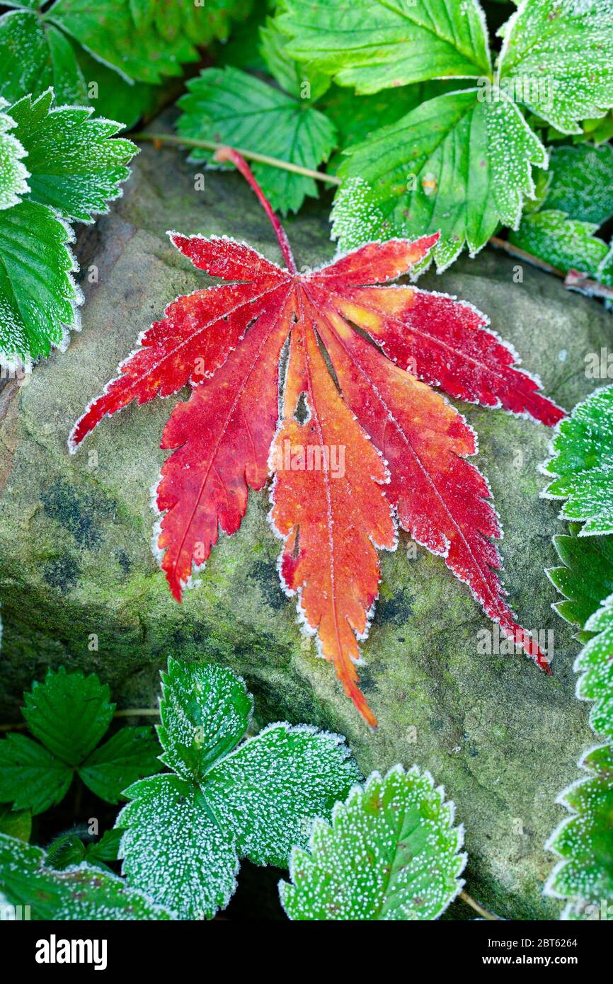 Leaf in winter with frost Stock Photo