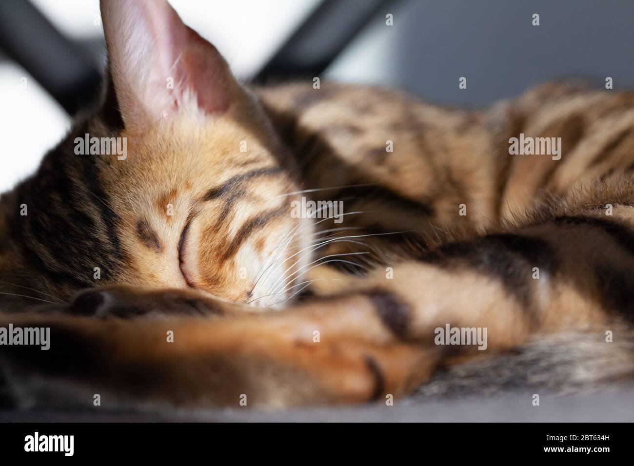 Bengal cat cute sleeping on the couch Stock Photo - Alamy