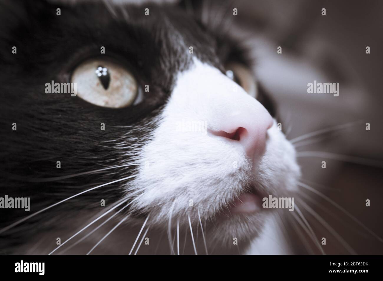 Black and white cat with alert expression. No people Stock Photo - Alamy