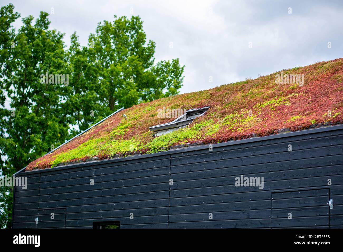 Building with a green roof completely covered with vegetation. Extensive green sustainable sedum roof with succulent plants. Roof greening. Stock Photo