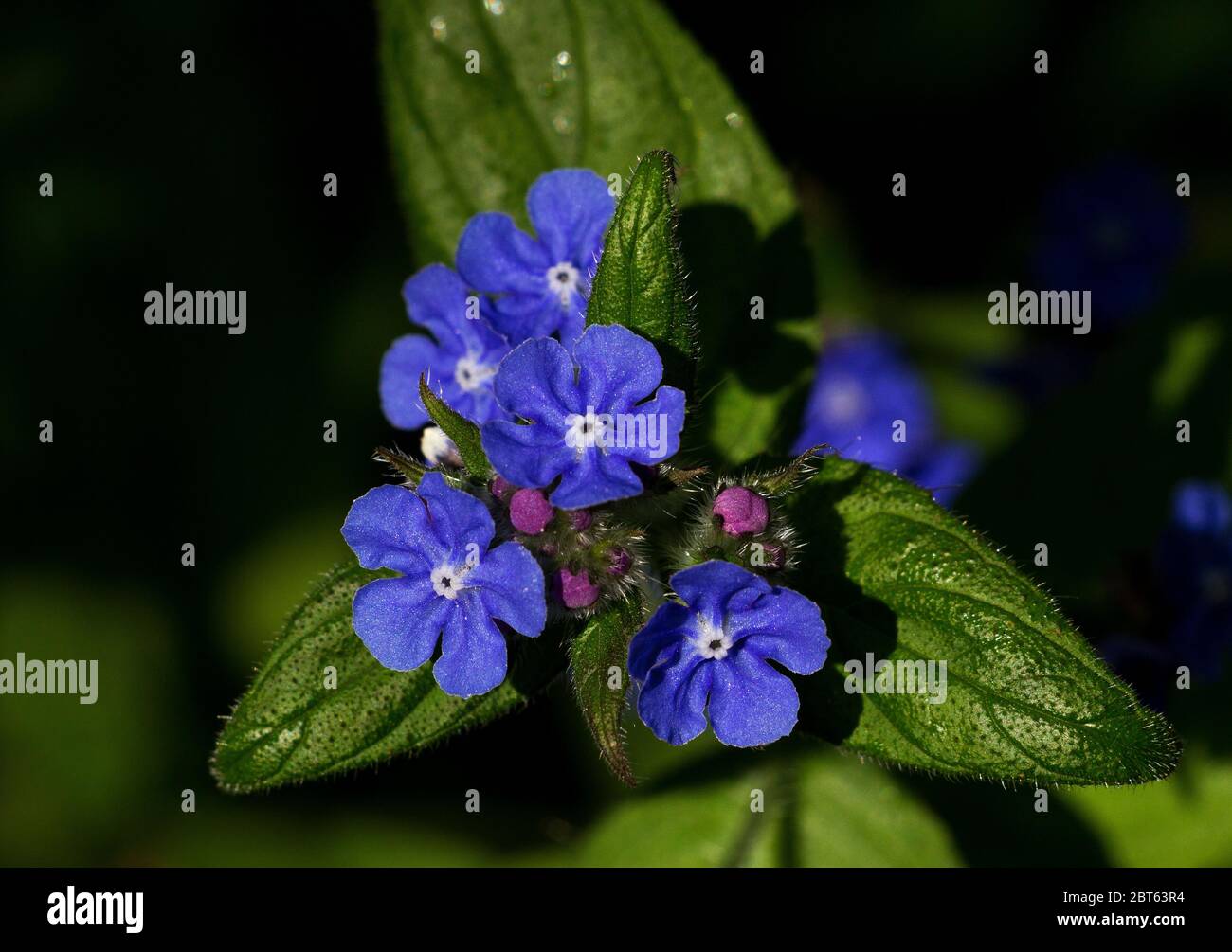 Now common in the deciduous woodland of the British Isles the Green Alkanet originated in SW Europe but is now a widespread flower Stock Photo