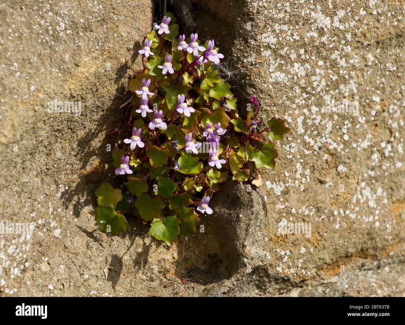 The delicate looking Ivy-leaved Toadflax is an hardy coloniser of rocky habitats prone to extremes of temperate and water availability including ancie Stock Photo