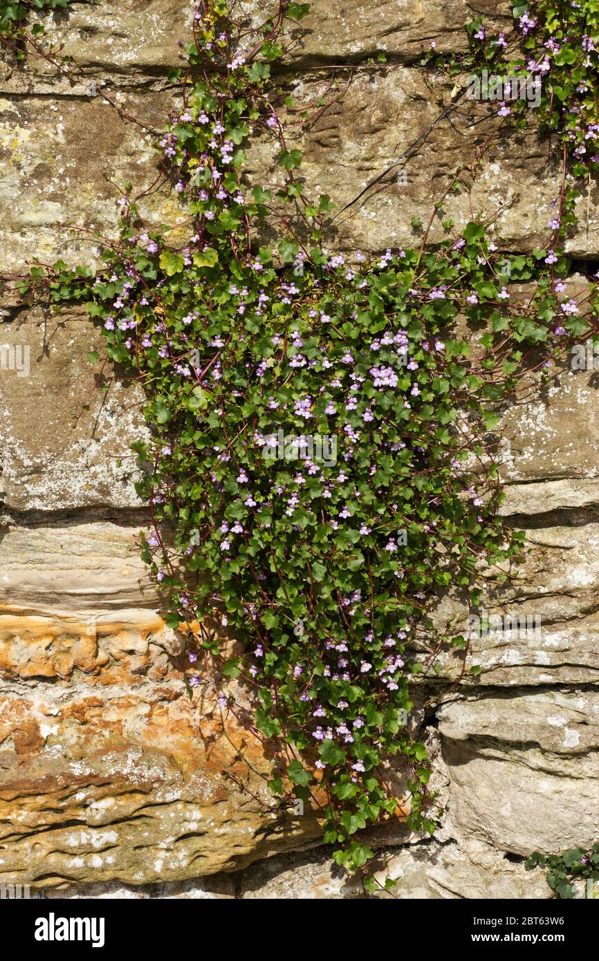 The delicate looking Ivy-leaved Toadflax is an hardy coloniser of rocky habitats prone to extremes of temperature and water availability, including an Stock Photo