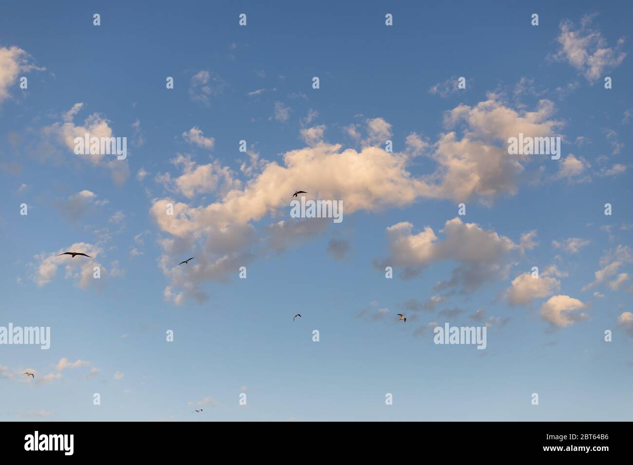 blue sky with clouds and birds flying Stock Photo - Alamy