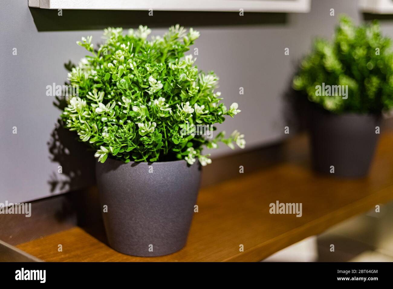 houseplants flower in pots at home Stock Photo Alamy