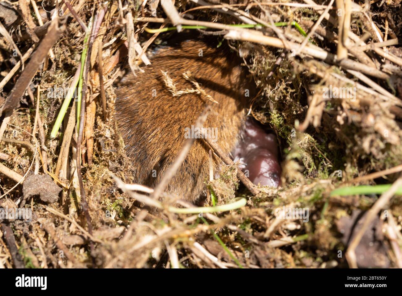 Field vole nest (Microtus agrestis) with the adult female and newborn