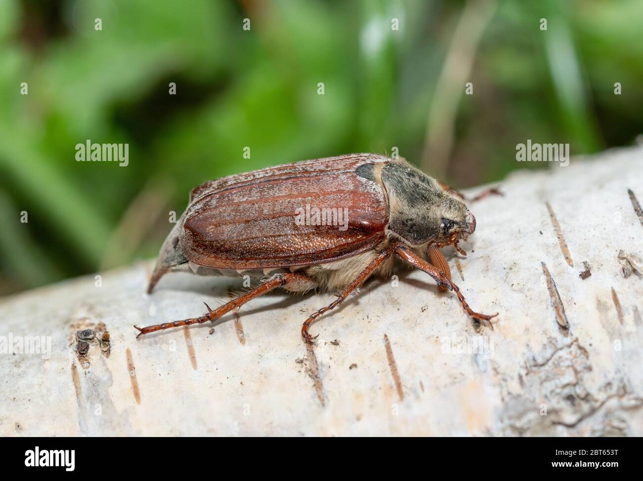 Cockchafer beetle, also called maybug or may bug (Melolontha melolontha), UK Stock Photo