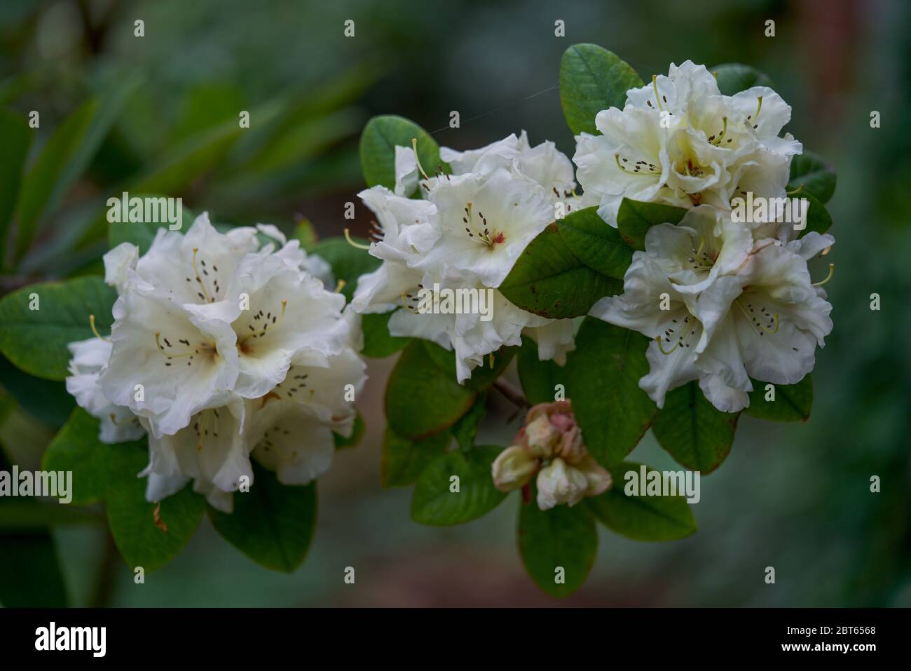 Lush rhododendron Adriaan Koster  white blossom close up Stock Photo