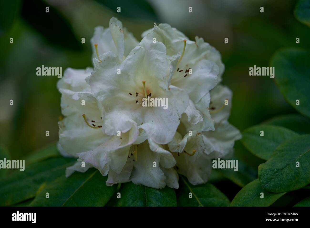 Lush rhododendron blossom close up Stock Photo