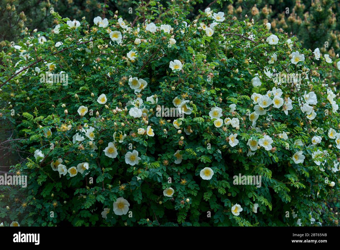 Rosa spinosissima hires stock photography and images Alamy