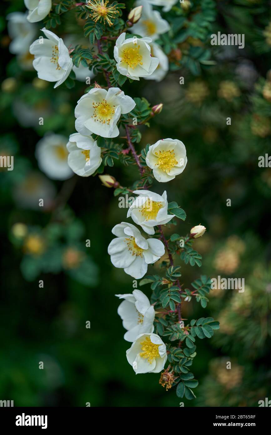 The Scots Rose - Rosa spinosissima 