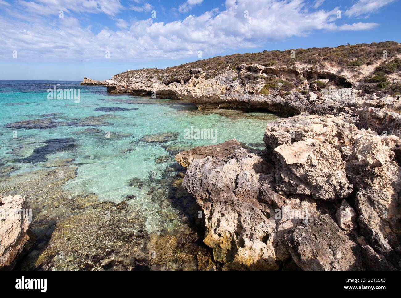 The beauty of Quokkas Island Stock Photo