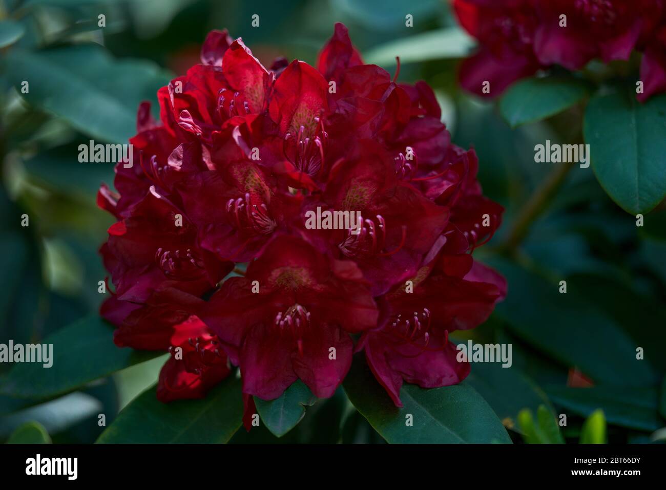 Lush rhododendron scarlet blossom close up Rhododendron Francesca Stock Photo