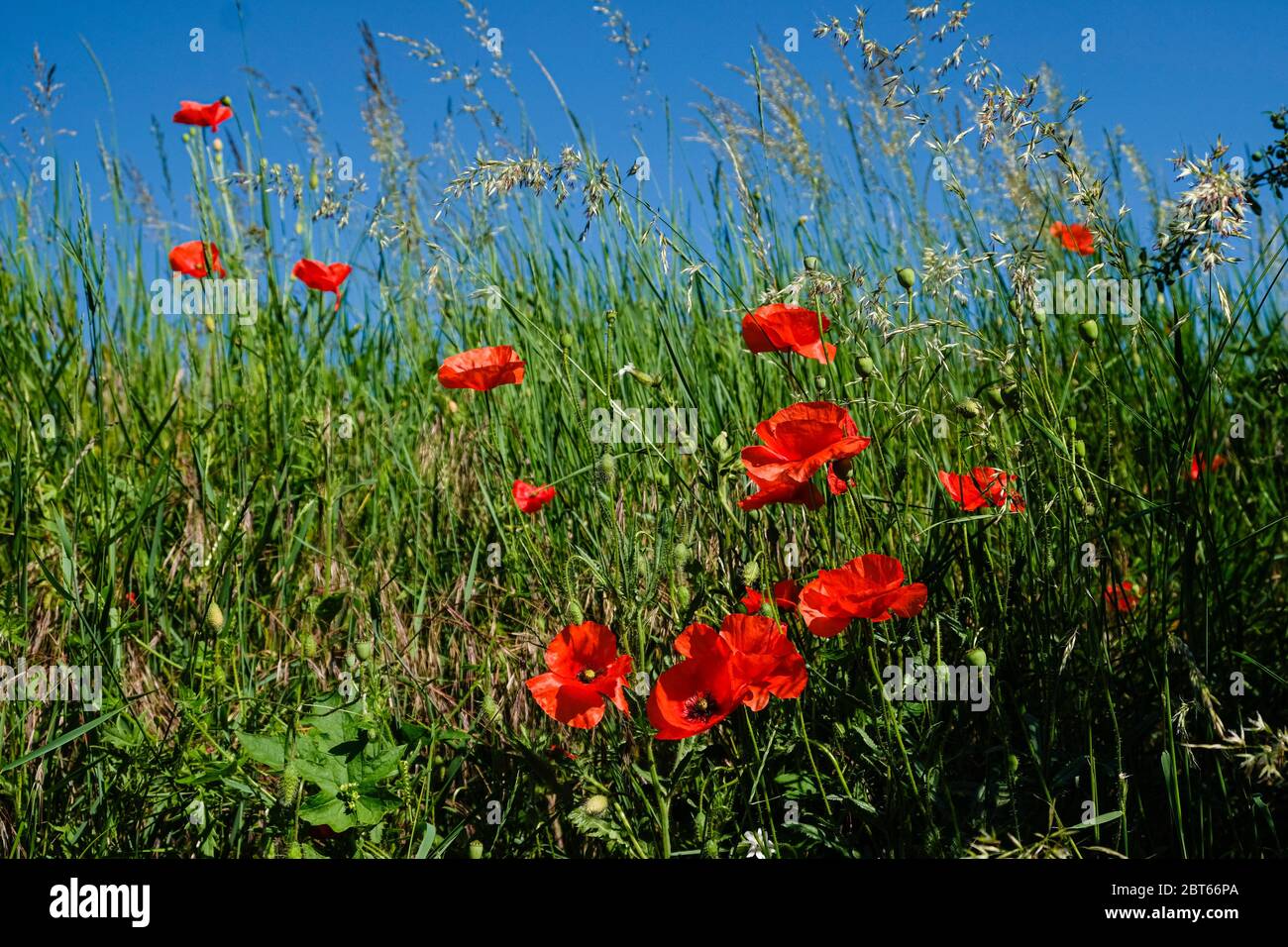 Poppies in the fields in spring Stock Photo