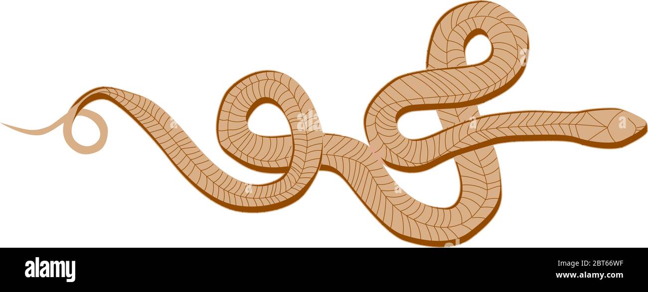 Snake vector pattern. kite isolated on a white background. Tropical animals Stock Vector