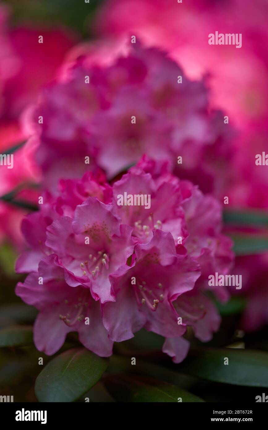 Lush Rhododendron Germania dark pink blossom close up Stock Photo