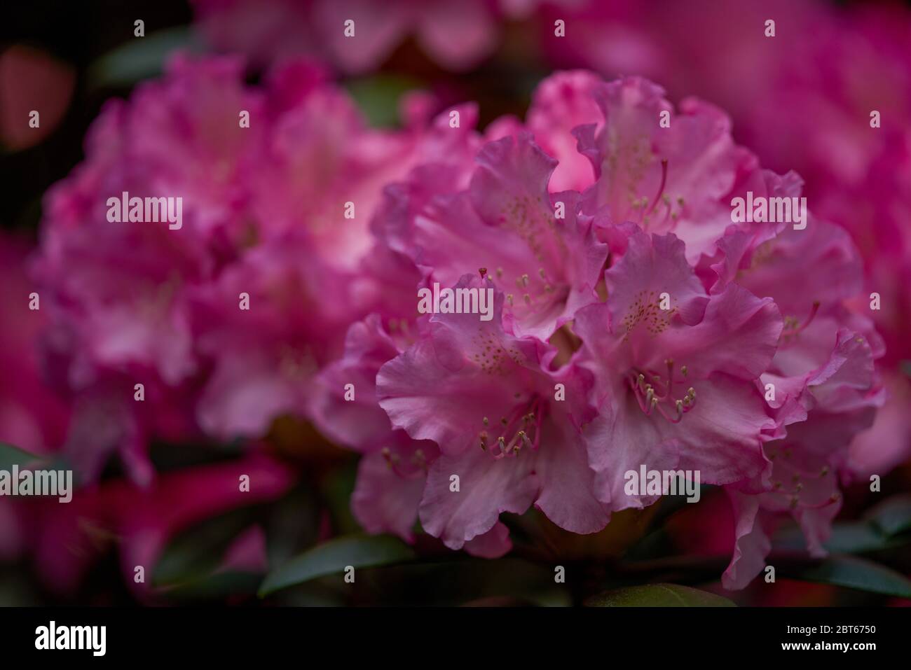 Lush Rhododendron Germania dark pink blossom close up Stock Photo