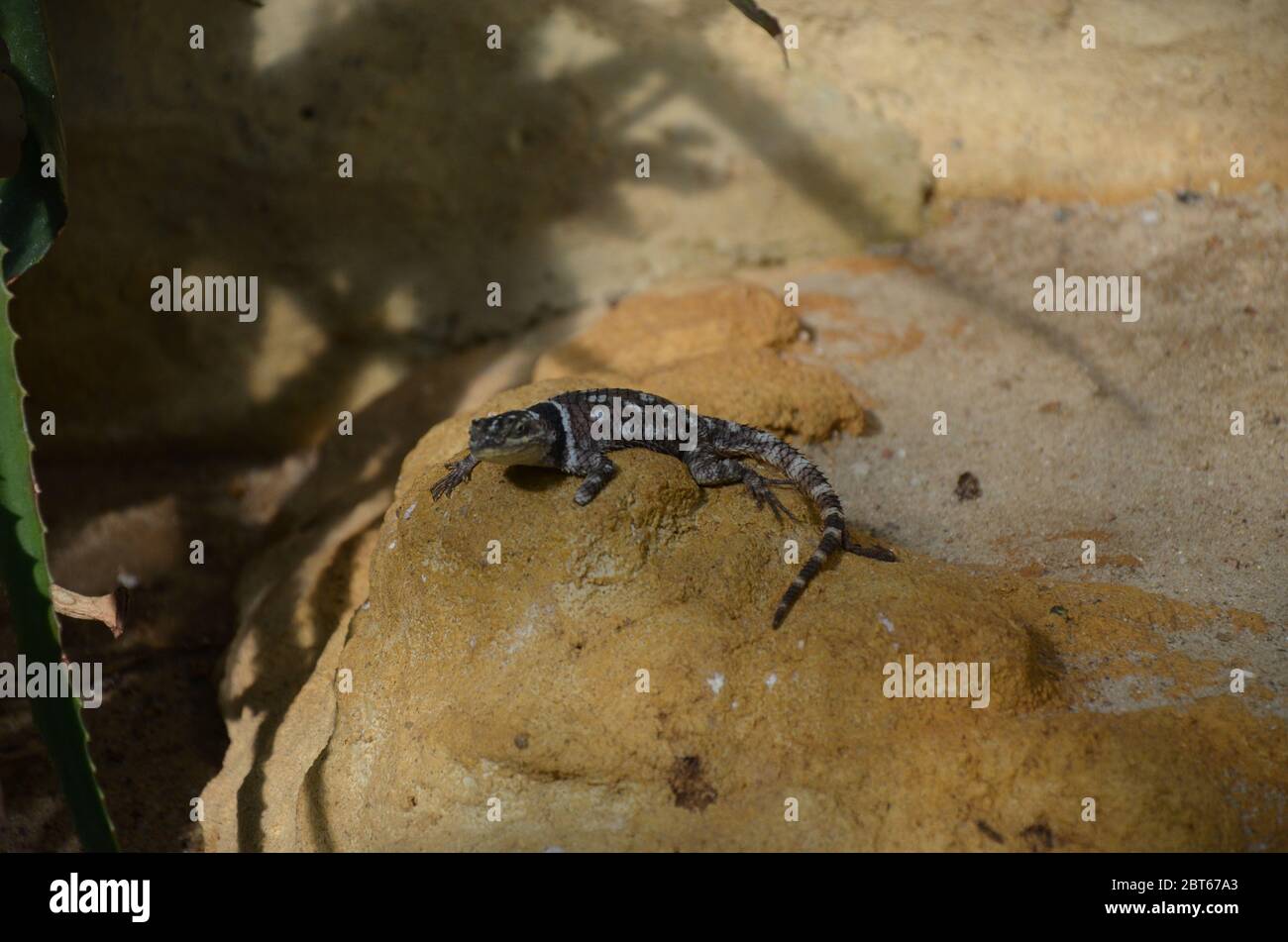 Sagebrush lizard on the rock Stock Photo