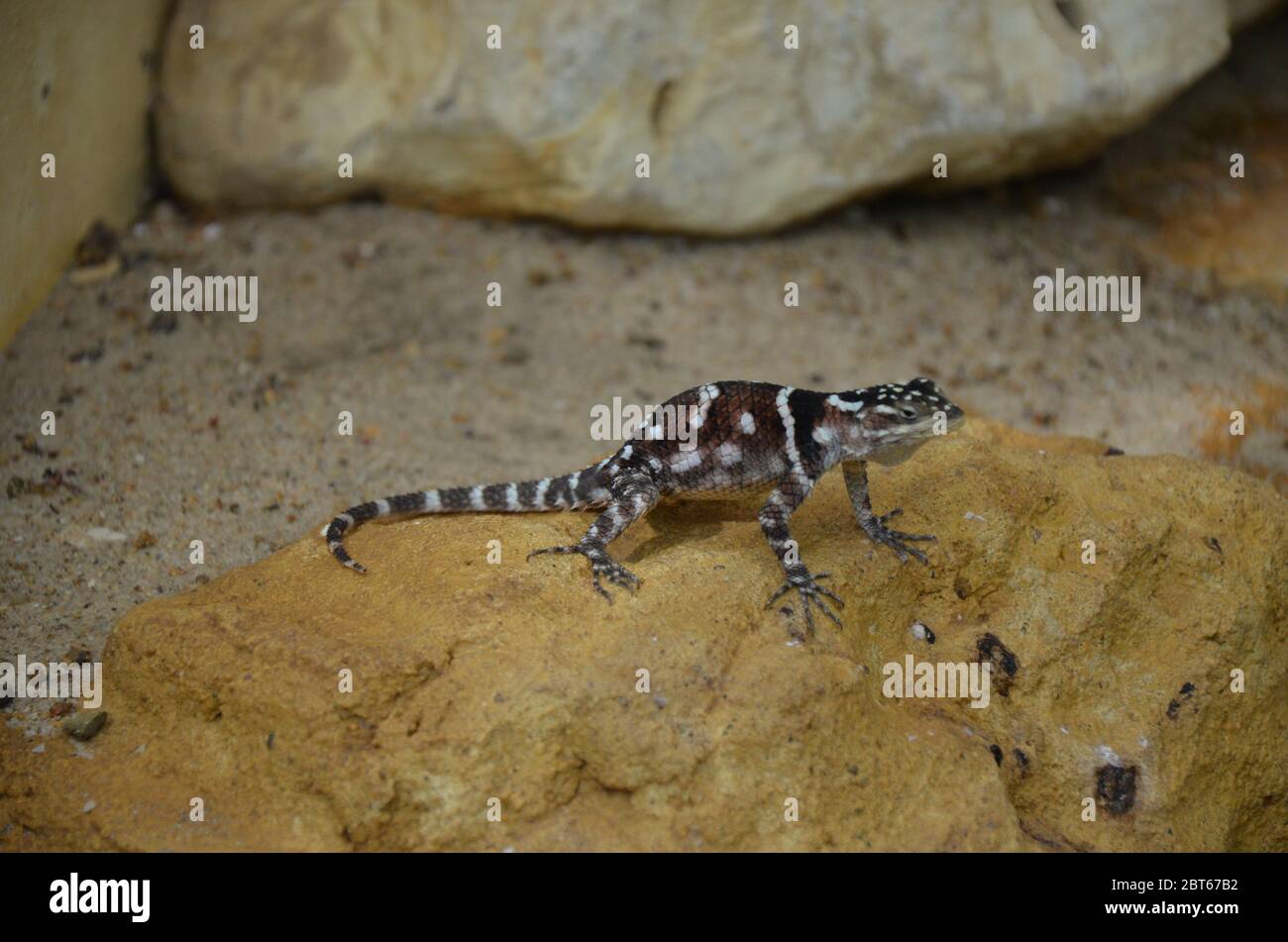 Sagebrush lizard on the rock Stock Photo