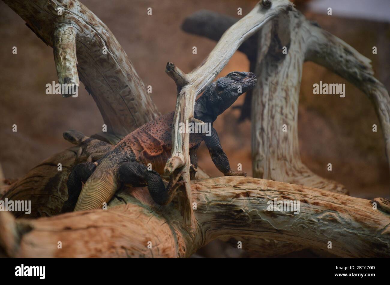 Lizard genus Cordylus South Africa Stock Photo