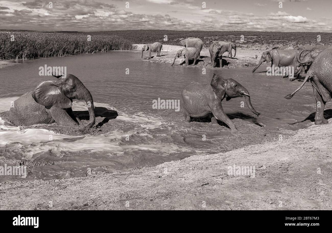 Breeding herd of Elephant Loxodonta Africana at play in a dam at Addo Elephant Park, Eastern Cape Province, South Africa Stock Photo