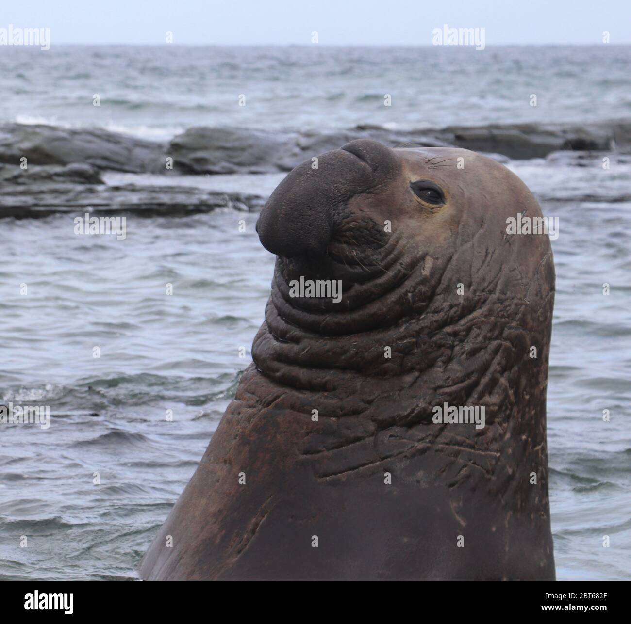 Elephant seal looking curiously at the camera whilst sitting upright in the water Stock Photo