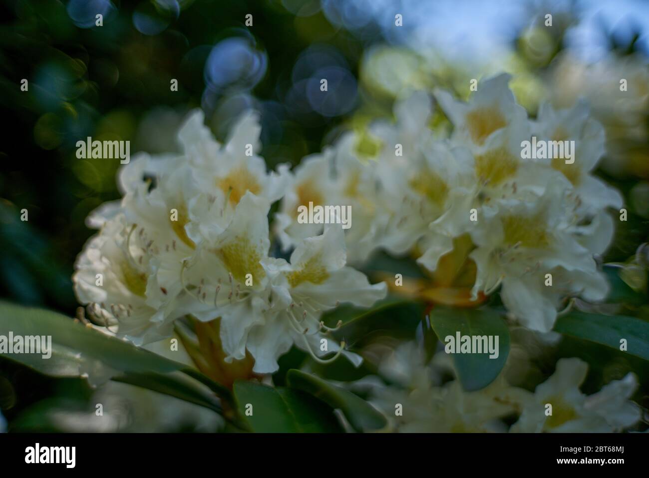 Lush rhododendron Cunningham's white  blossom Stock Photo