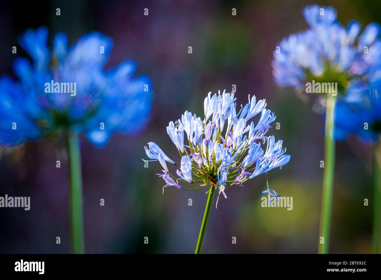 Beautiful blue flowers in the lush cloudforest in La Amistad national park, Chiriqui province, Republic of Panama. Stock Photo