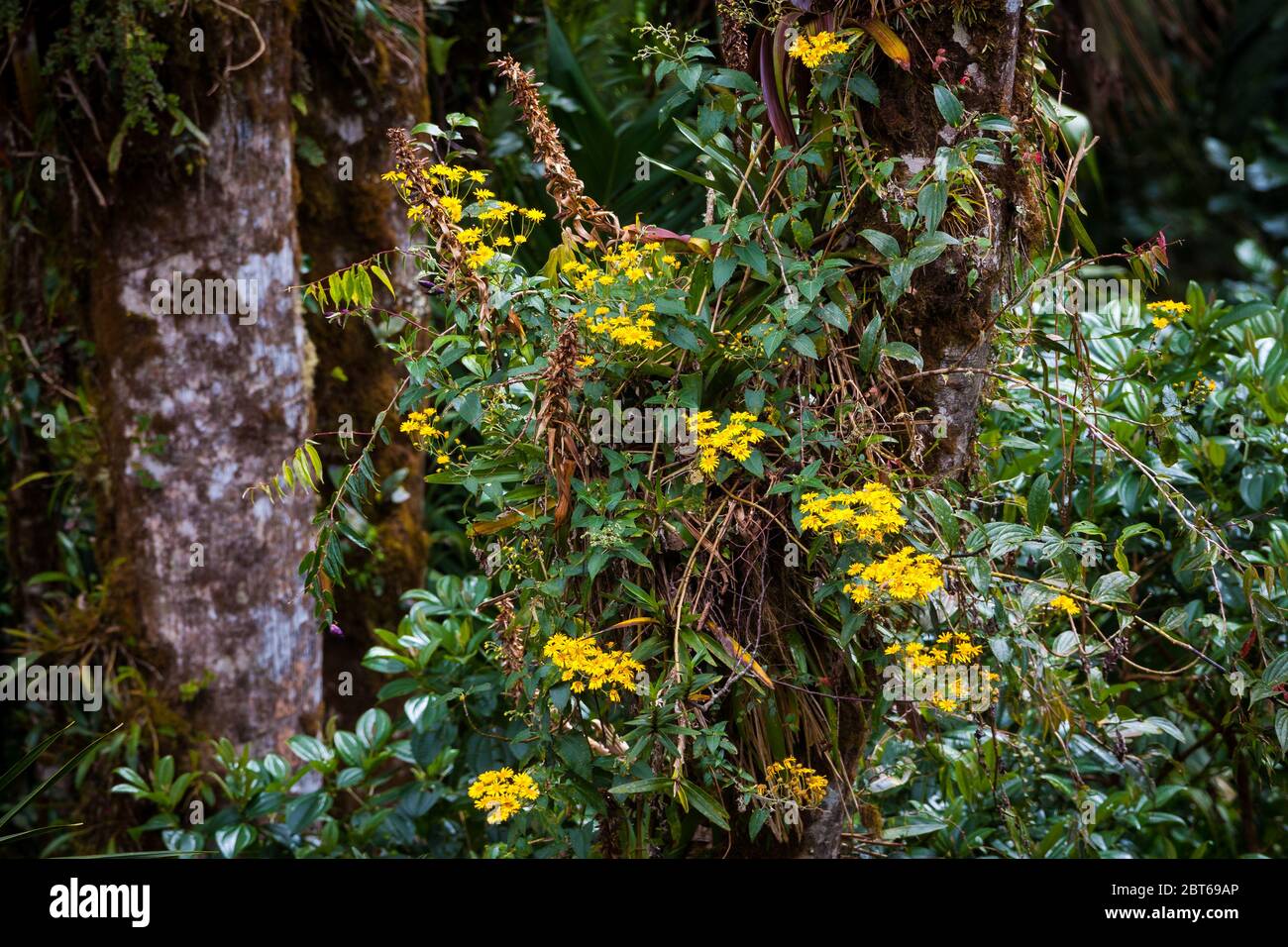 Beautiful yellow flowers in the lush cloudforest in La Amistad national park, Chiriqui province, Republic of Panama Stock Photo