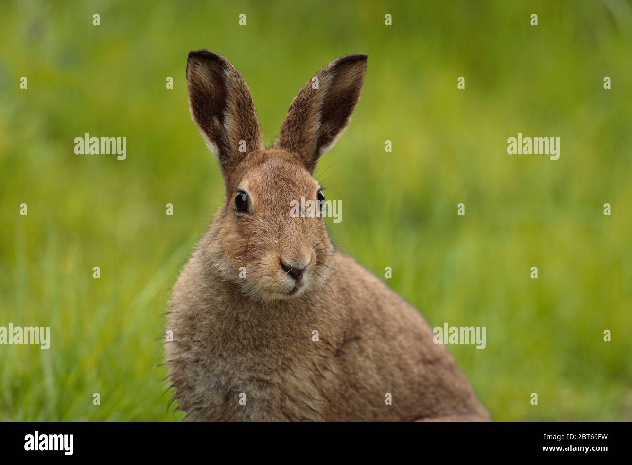 Hare photographs hi-res stock photography and images - Alamy