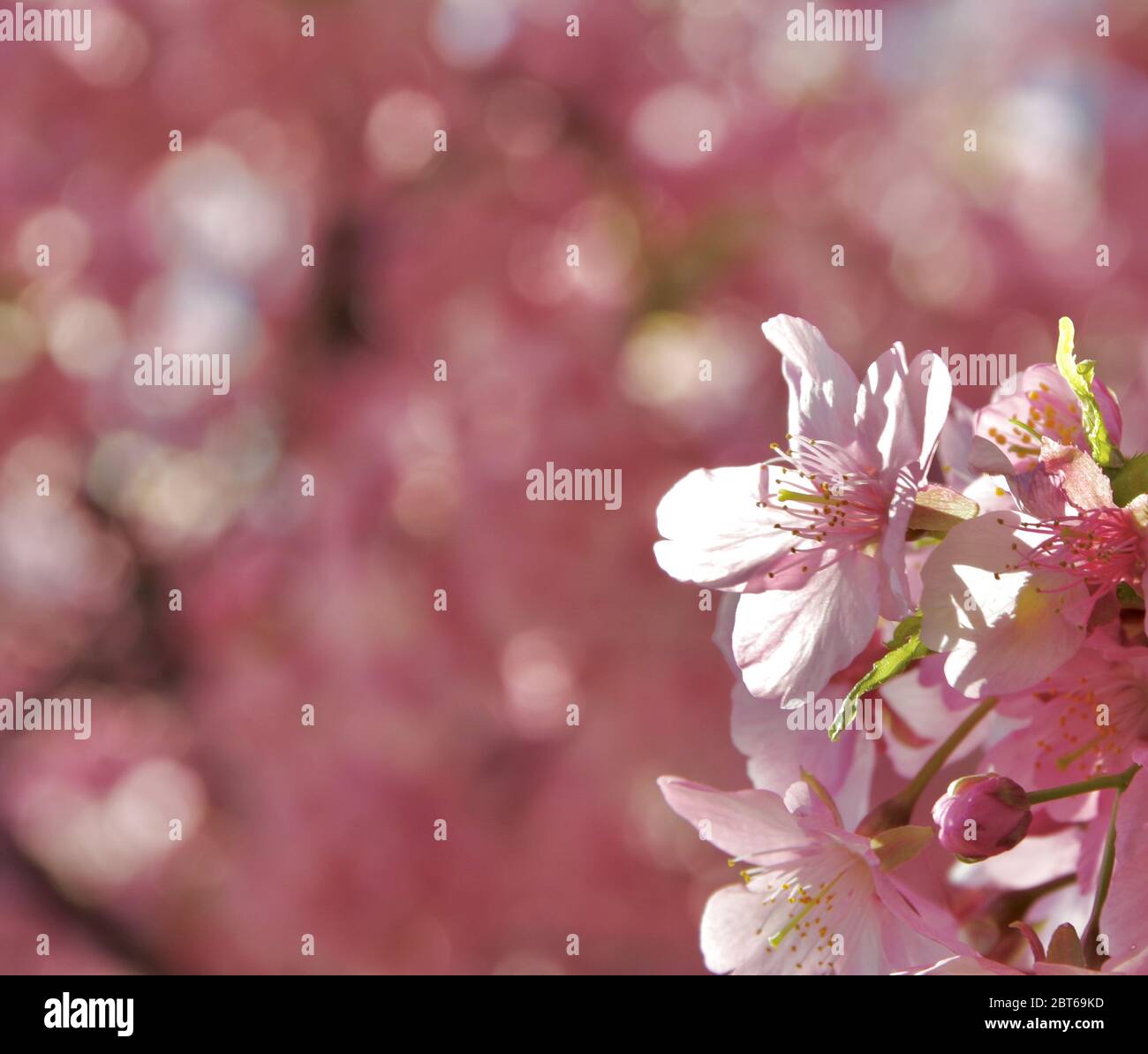 Kawazuzakura cherry blossoms during the MiuraKaigan Cherry Blossom