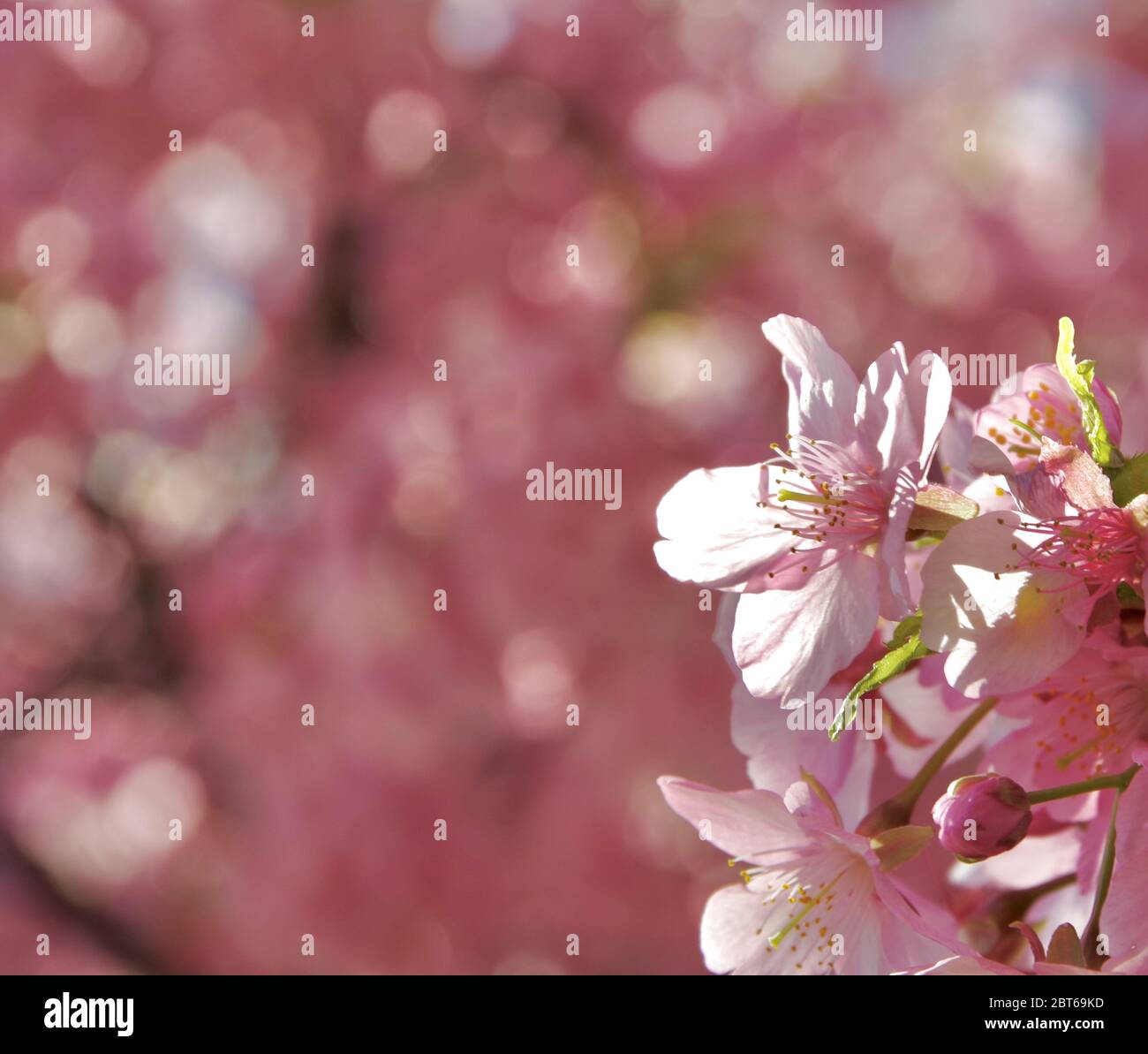 Kawazu-zakura cherry blossoms during the Miura-Kaigan Cherry Blossom Festival. Stock Photo