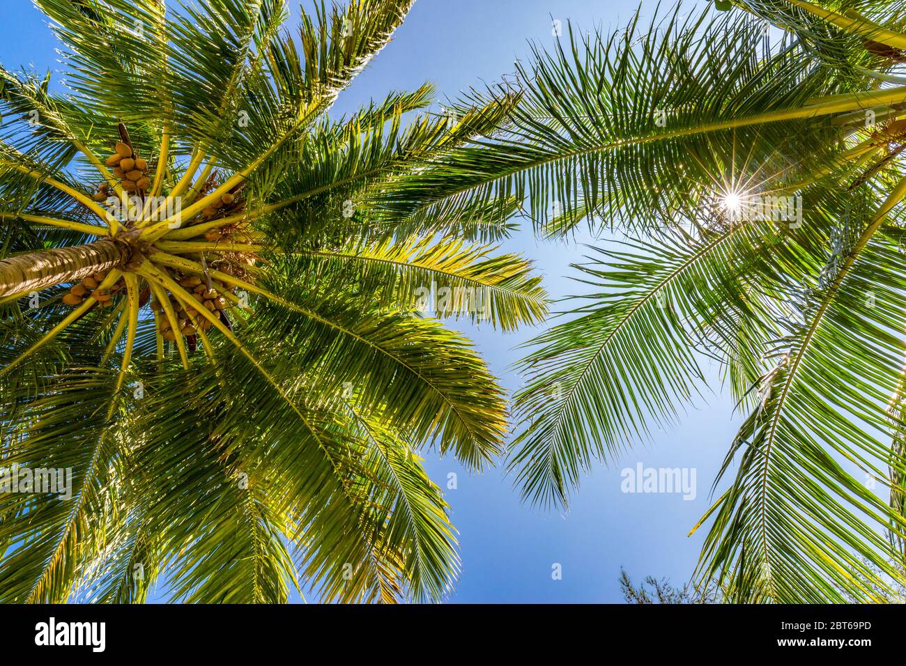Coconut palm trees over amazing island with blur sky view. Palms as ...