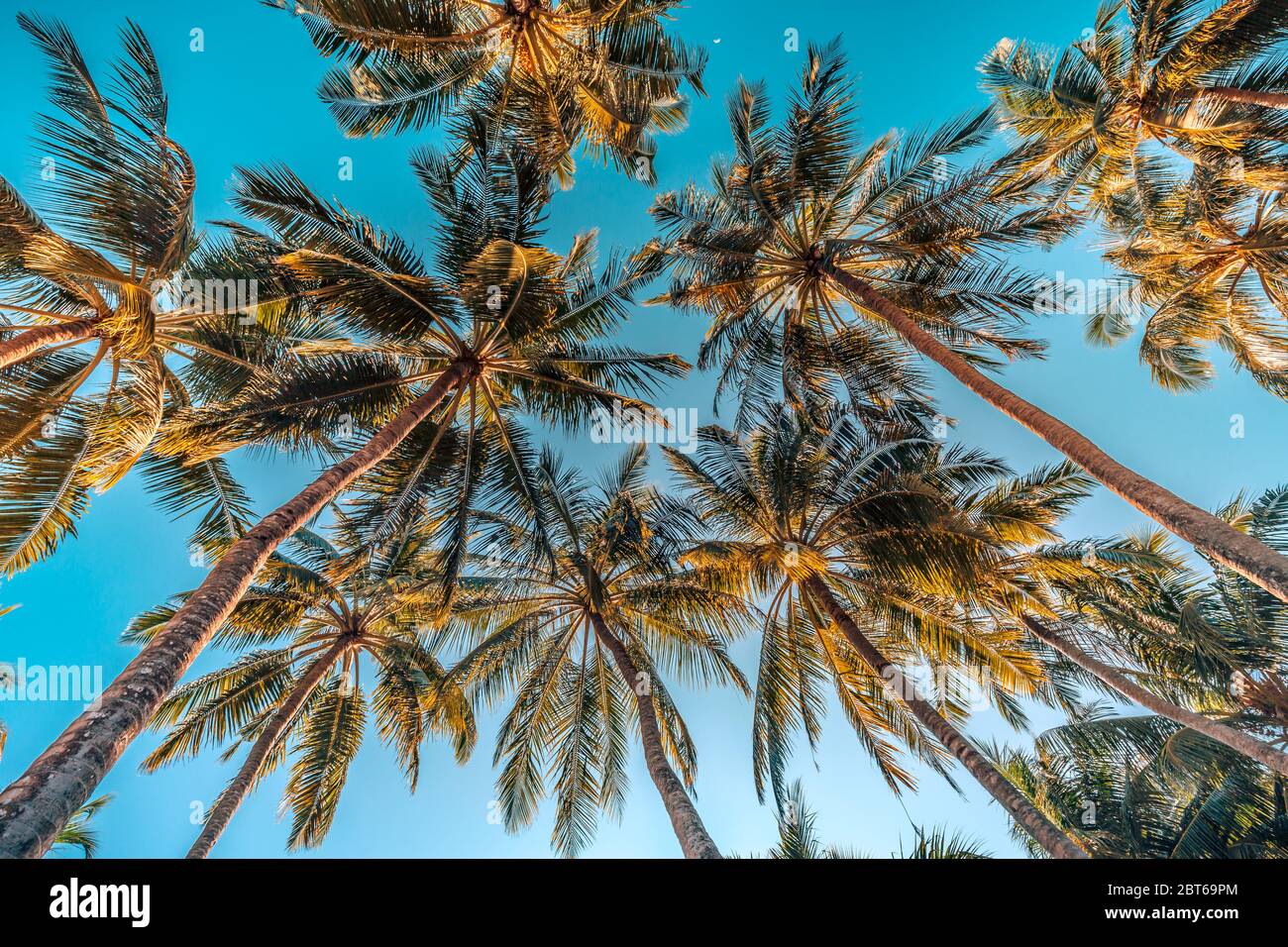 Coconut palm trees over amazing island with blur sky view. Palms as ...