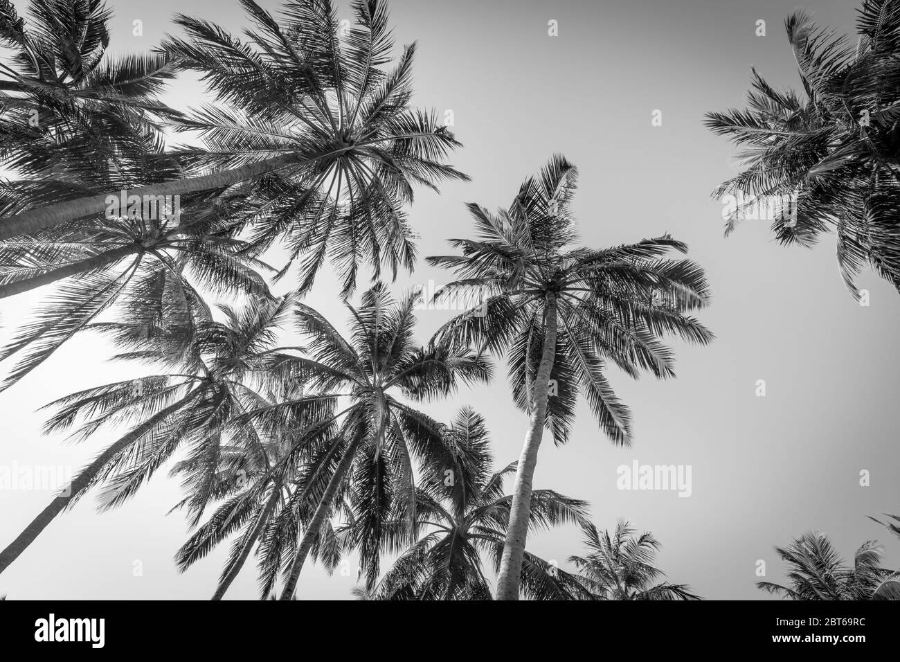 Coconut palm trees against sky. Beautiful palms leaf on white background Stock Photo