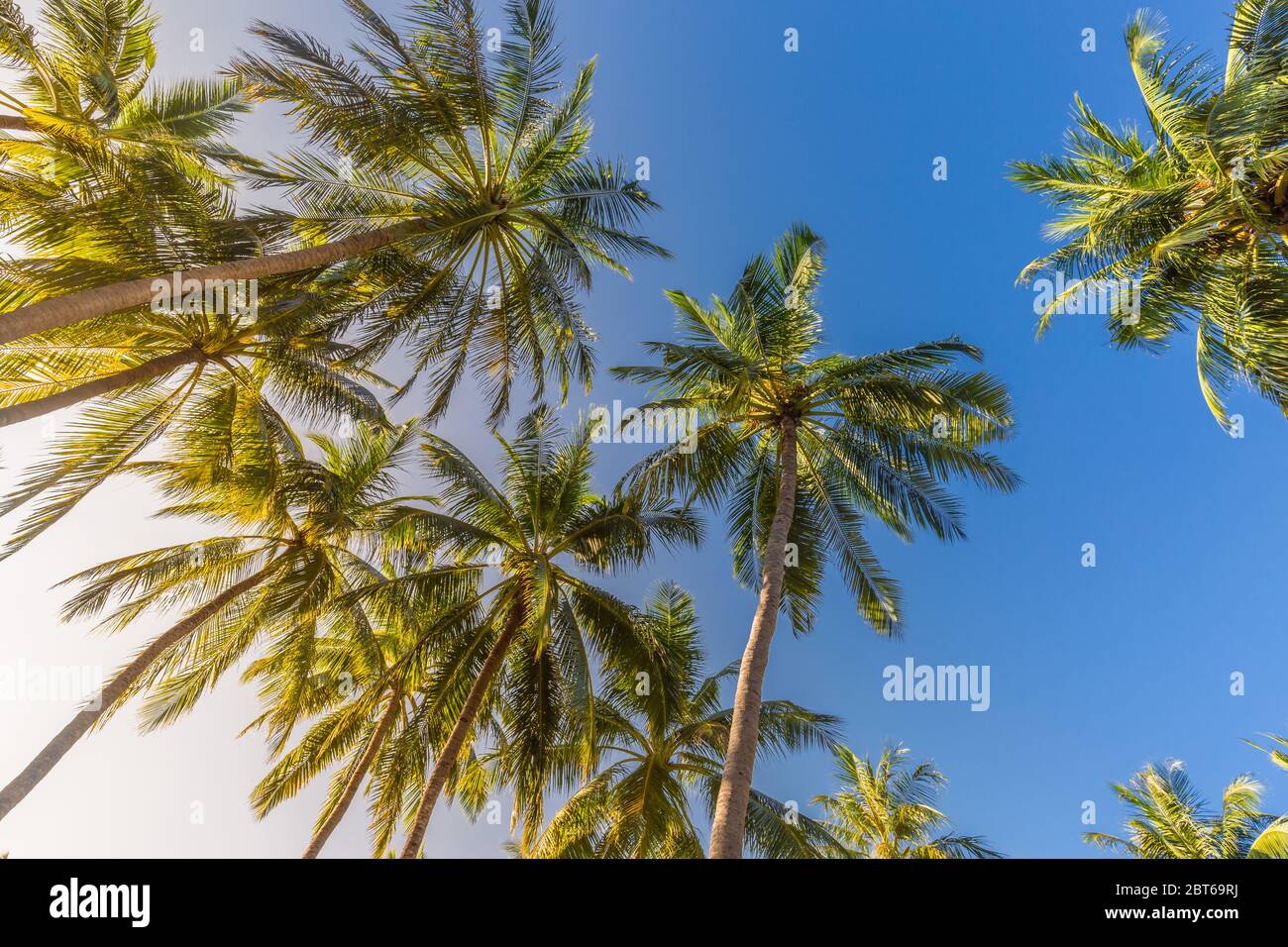 Coconut palm trees over amazing island with blur sky view. Palms as ...