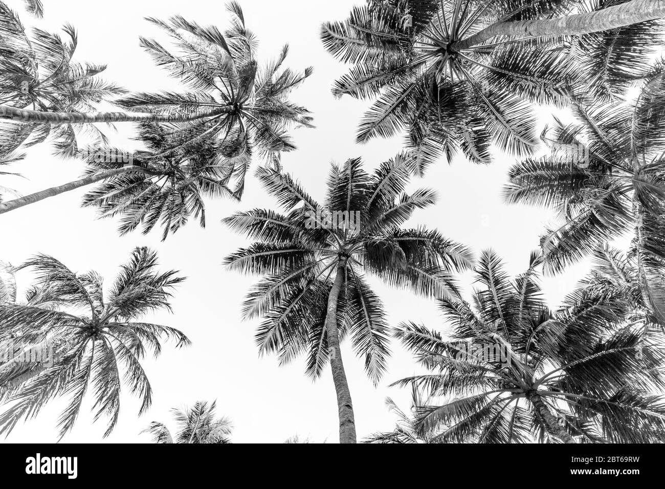 Coconut palm trees against sky. Beautiful palms leaf on white background Stock Photo