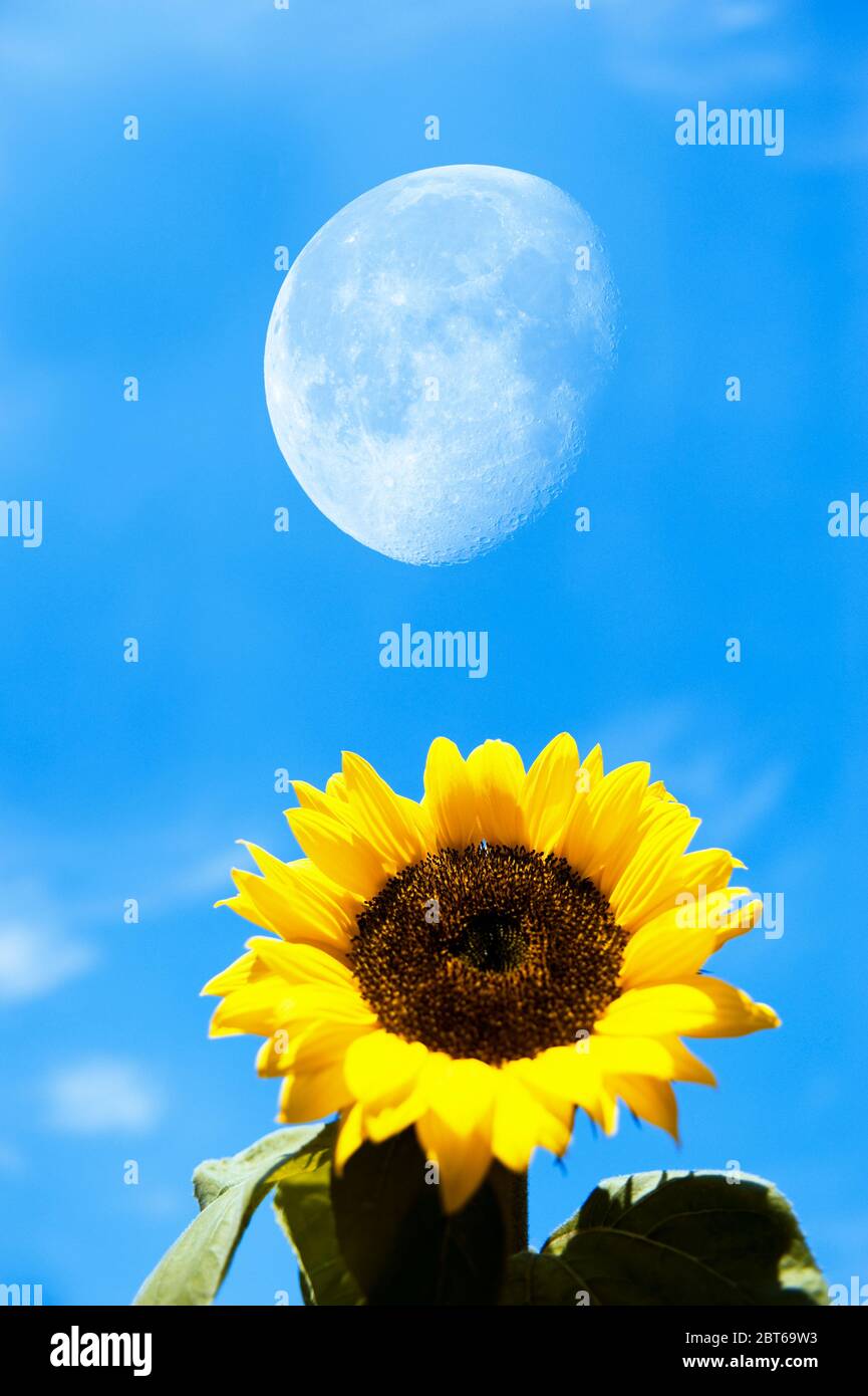 Sunflower and blue sky with moon (NOTE: see usage restriction German speaking countries only) Stock Photo