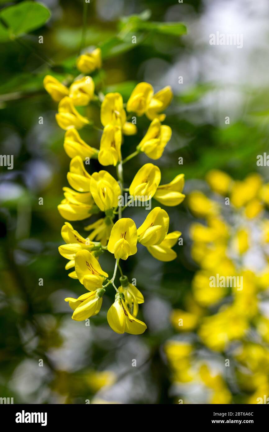Yellow robinia flowers suitable for pharmacological or culinary use. Stock Photo