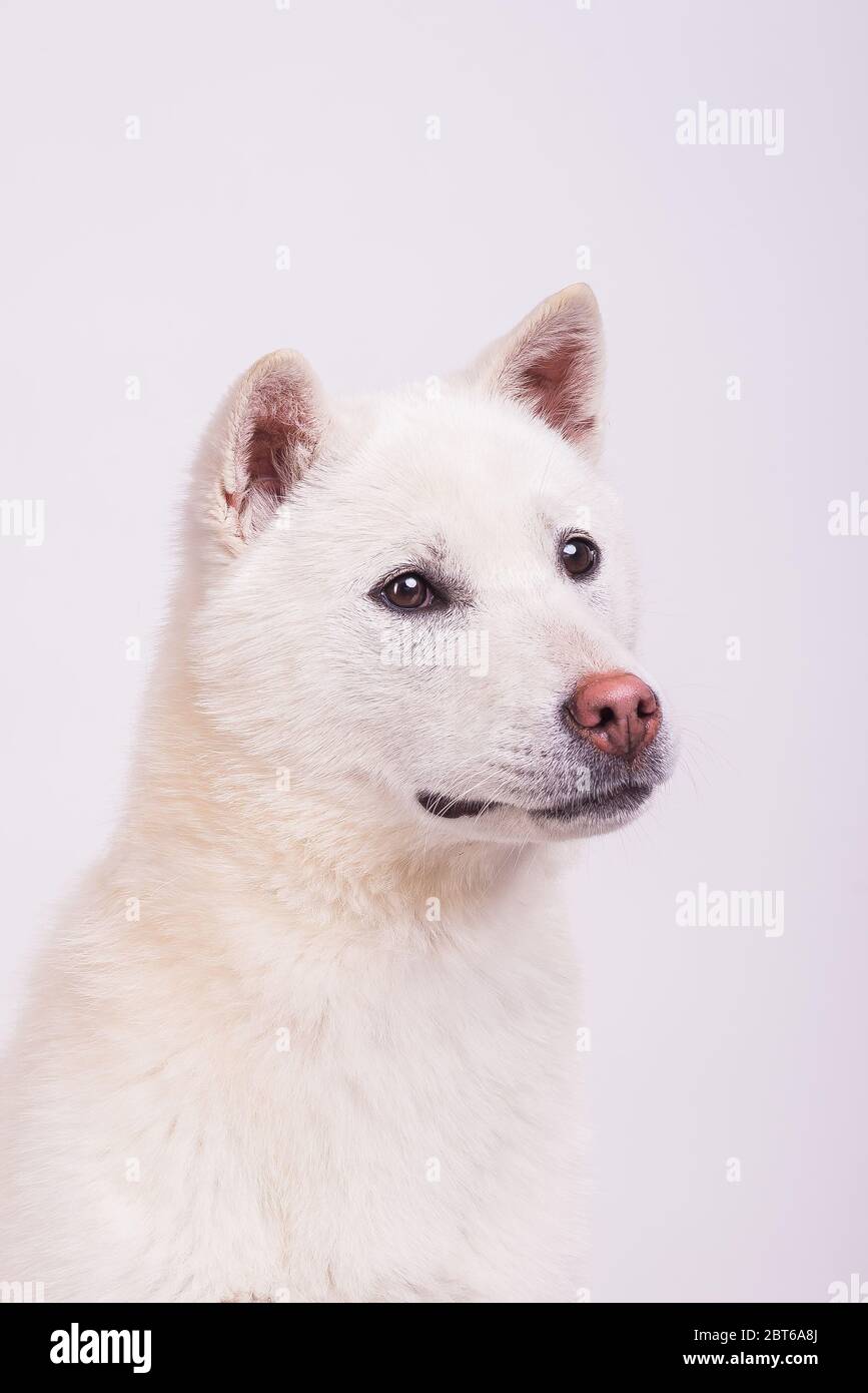 White middle size beautiful dog Kishu Inu Stock Photo