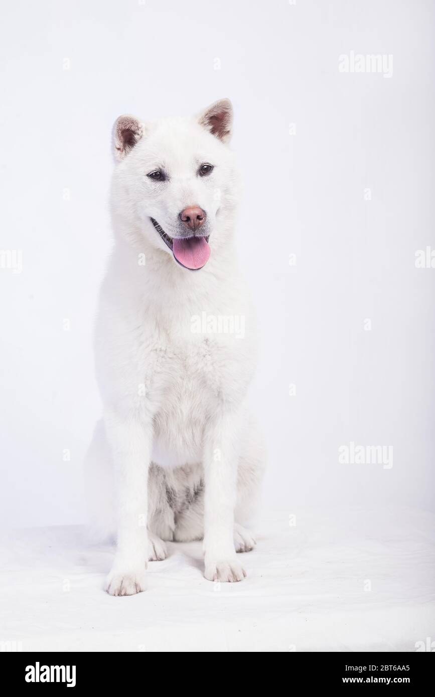 White middle size beautiful dog Kishu Inu Stock Photo