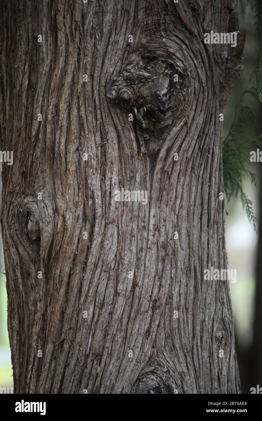 Stringy bark tree hires stock photography and images Alamy
