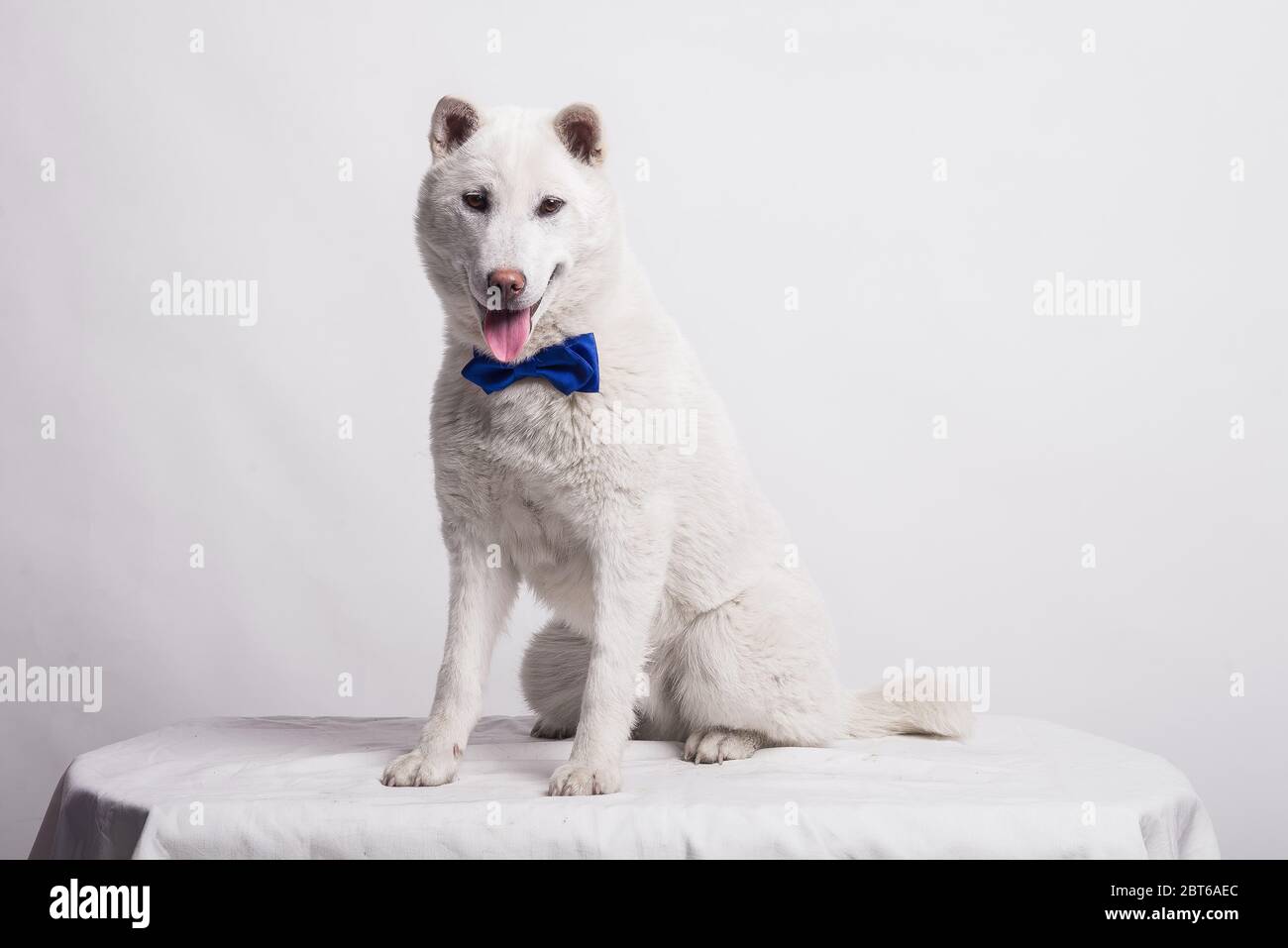 White middle size beautiful dog Kishu Inu Stock Photo