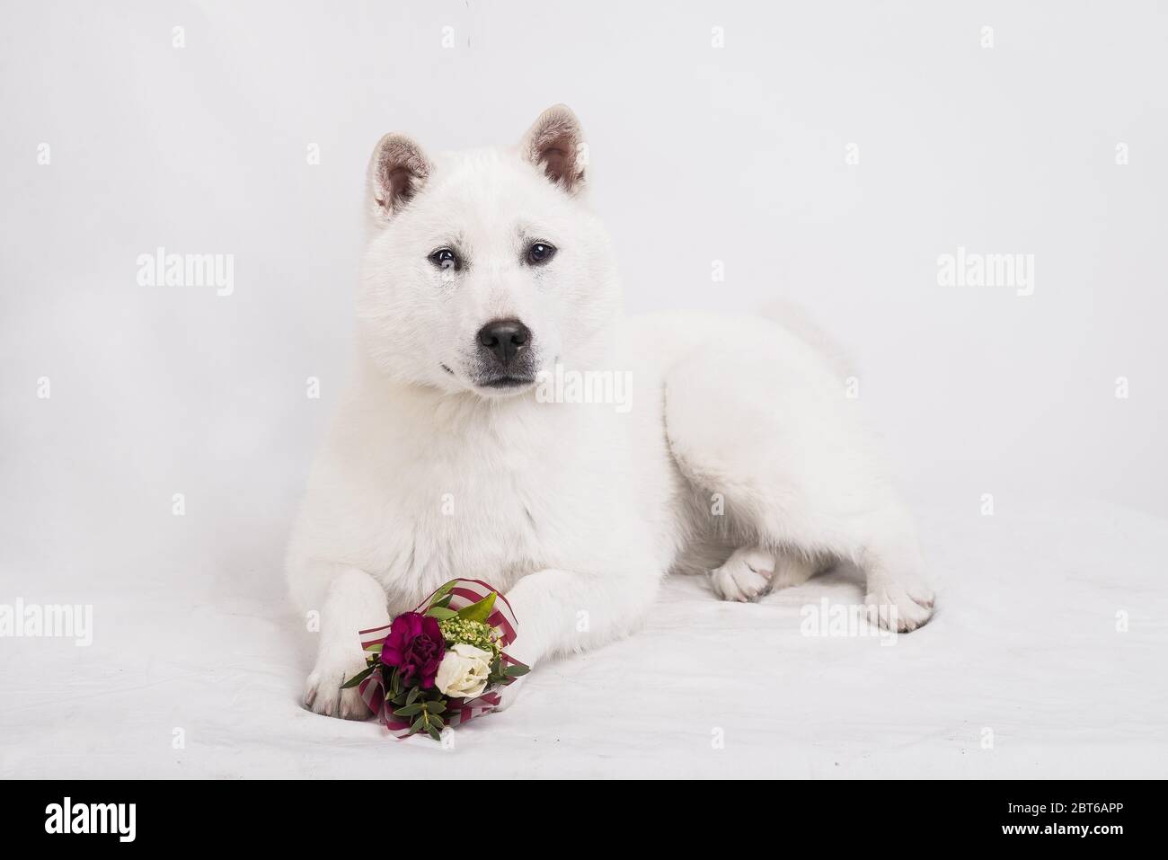 White middle size beautiful dog Kishu Inu Stock Photo
