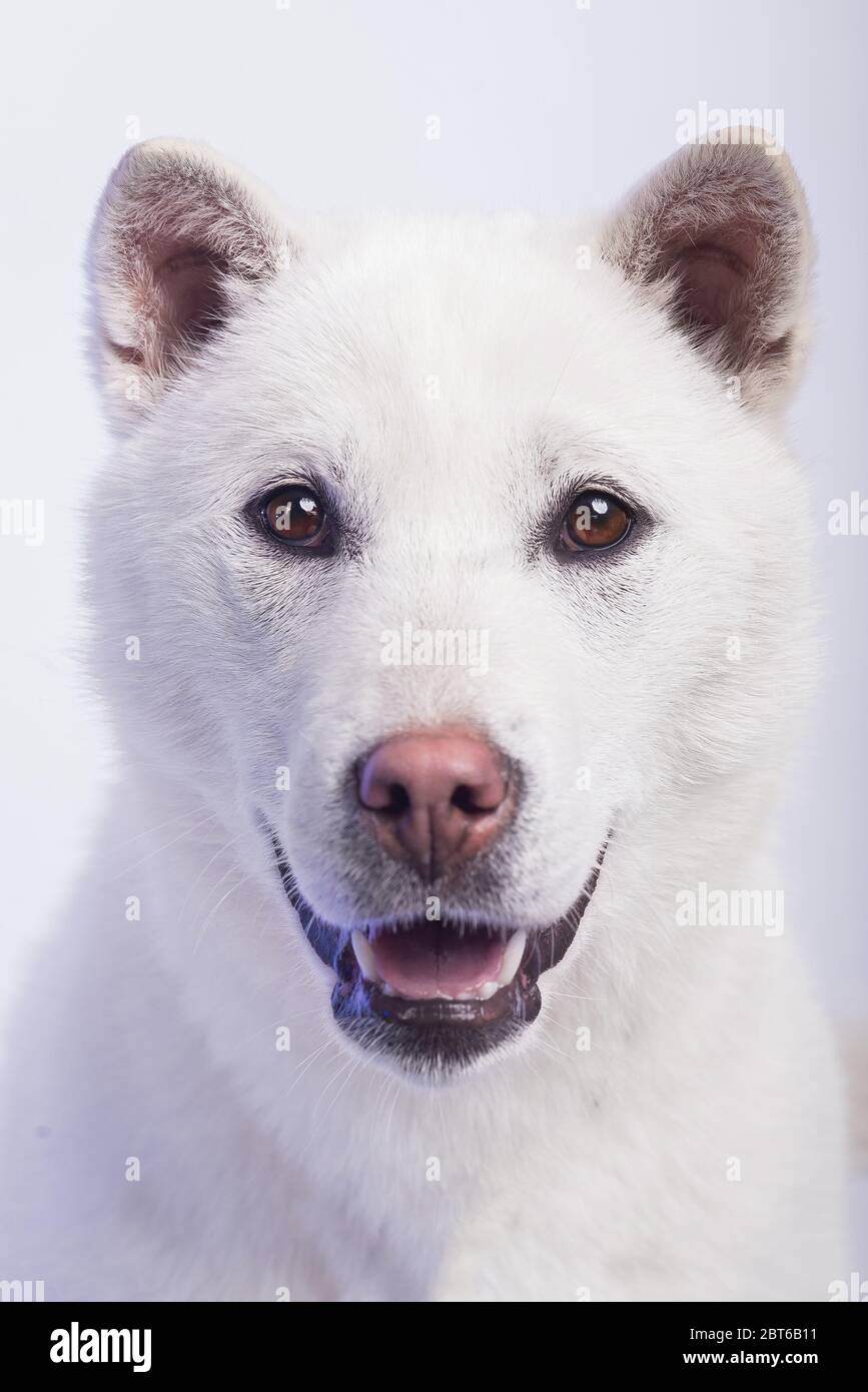 White middle size beautiful dog Kishu Inu Stock Photo