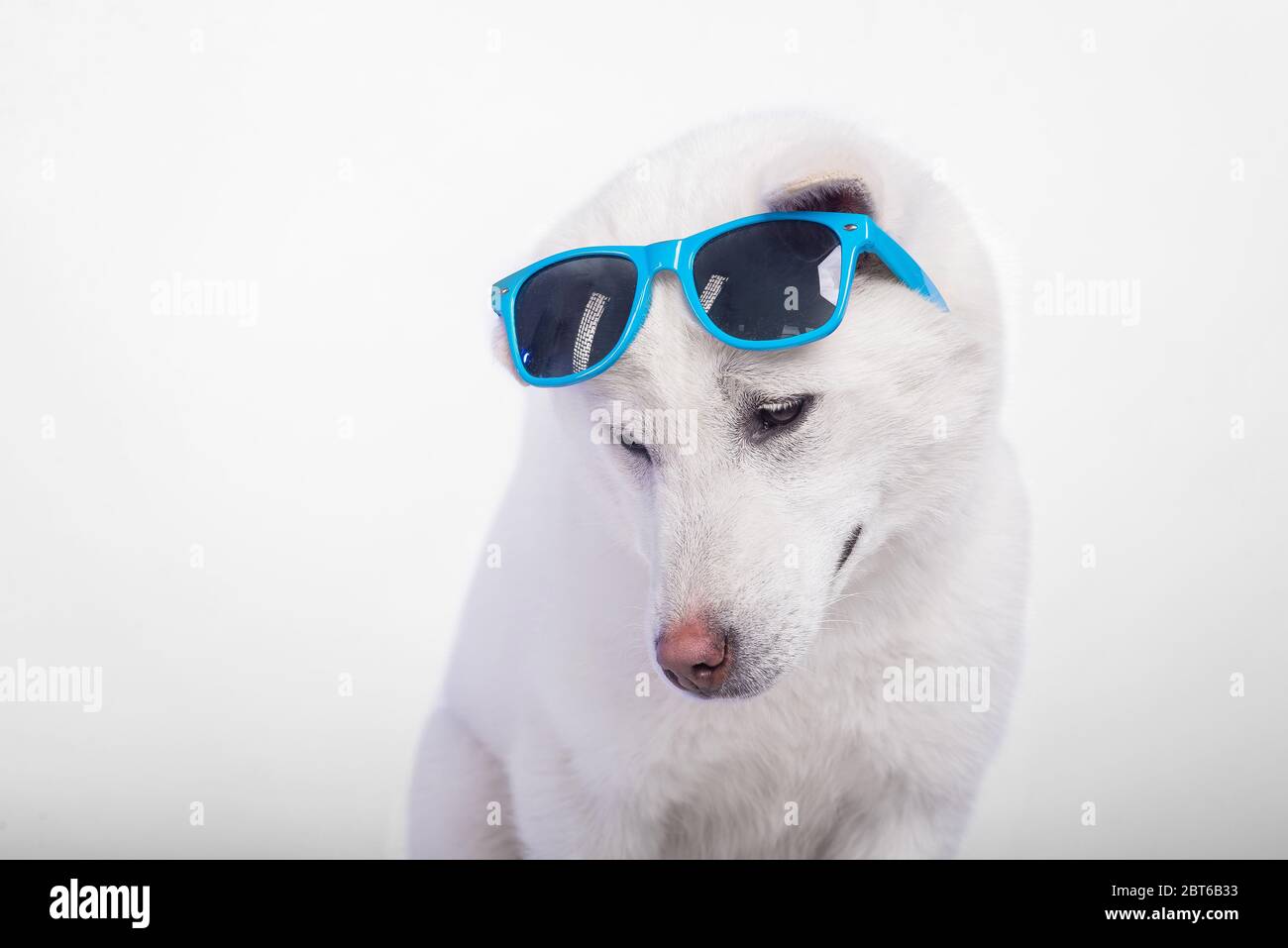 White middle size beautiful dog Kishu Inu Stock Photo