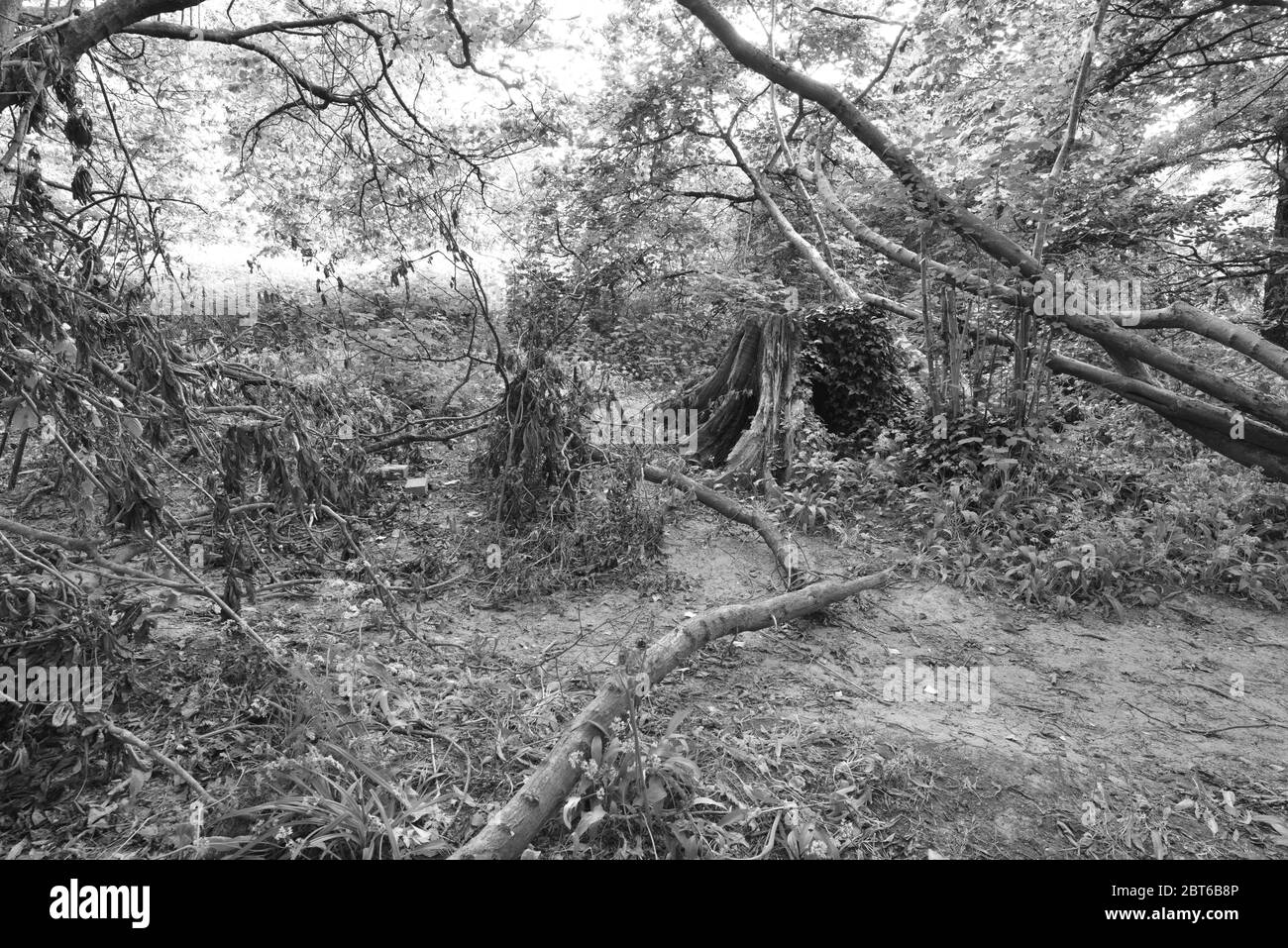 Rotting base of tree Black and White Stock Photos & Images - Alamy