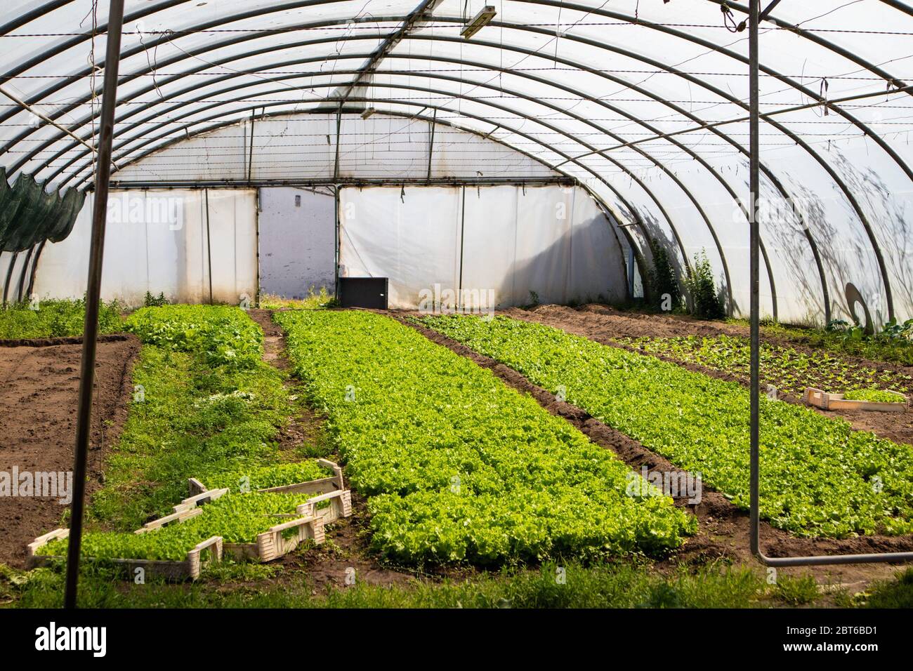 Greenhouse full of fresh lettuce growing, almost ready to be harvested Stock Photo