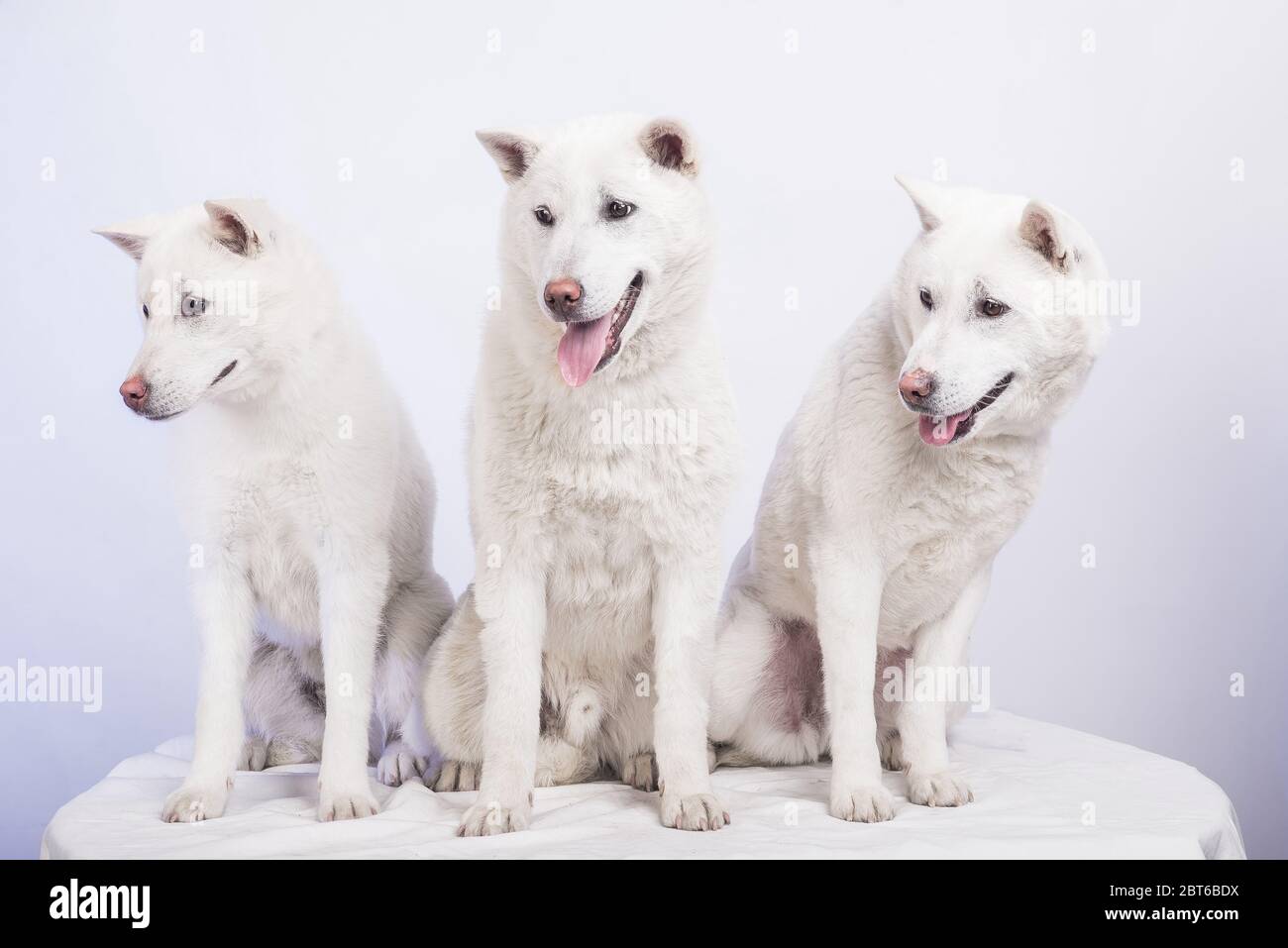 White middle size beautiful dog Kishu Inu Stock Photo